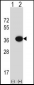 MOSC2 Antibody (C-term)